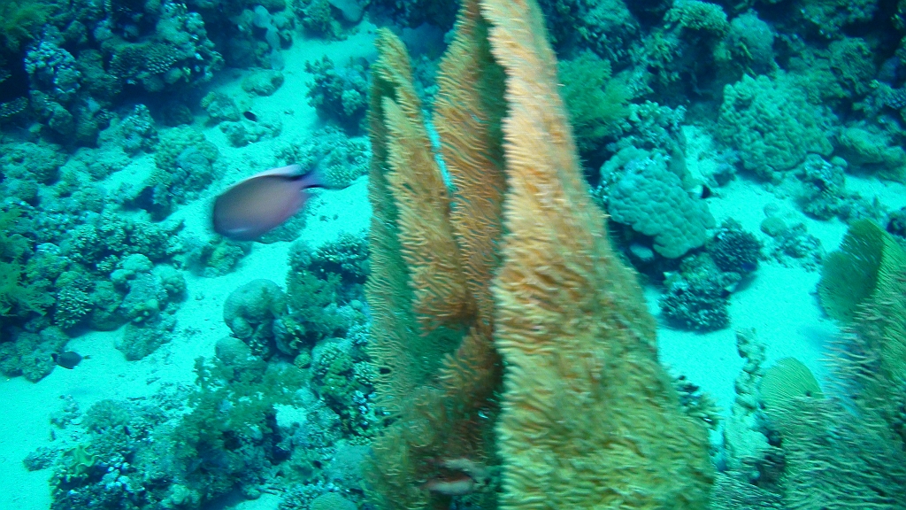 Original image